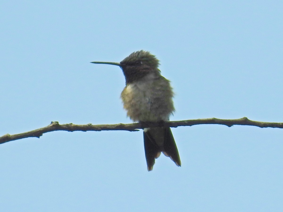 Ruby-throated Hummingbird - Tina Toth