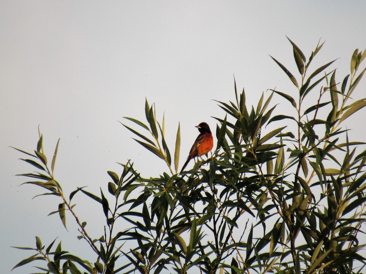 Orchard Oriole - ML63566481