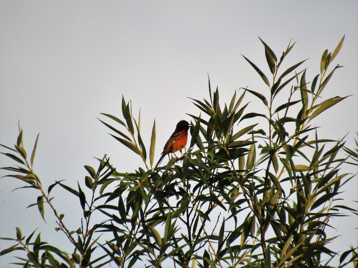 Orchard Oriole - ML63566501