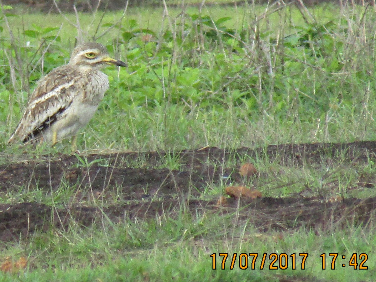 Indian Thick-knee - ML63566541