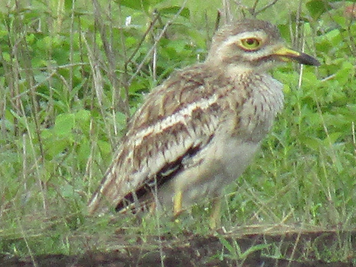 Indian Thick-knee - ML63566561