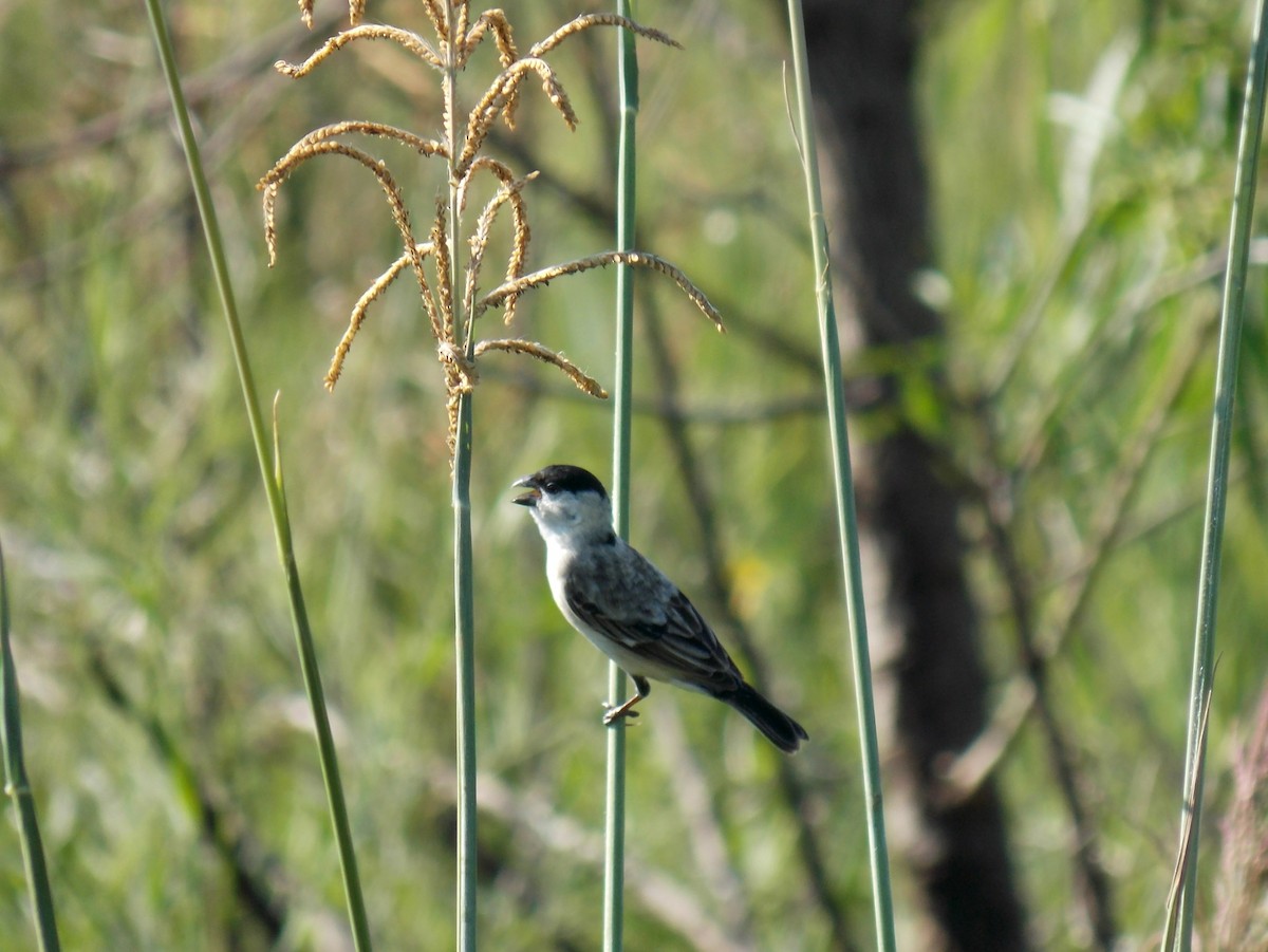 Pearly-bellied Seedeater - ML63566791