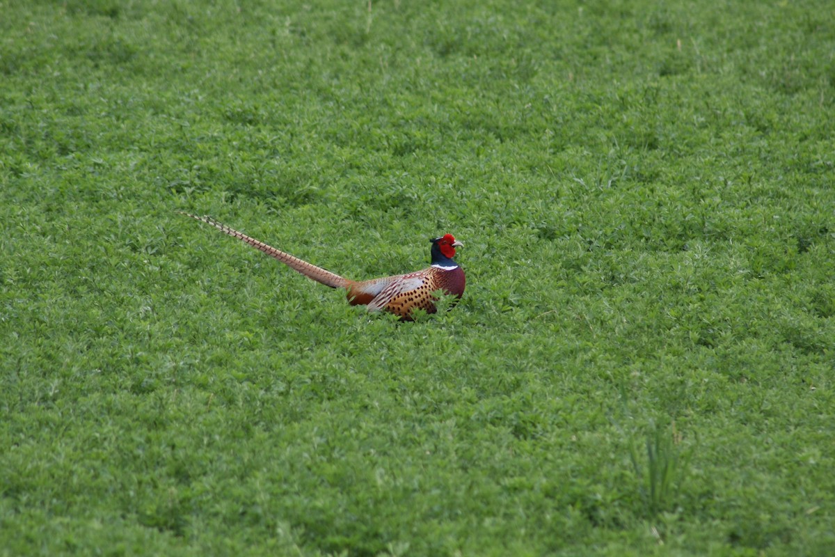 Ring-necked Pheasant - Tory Mathis