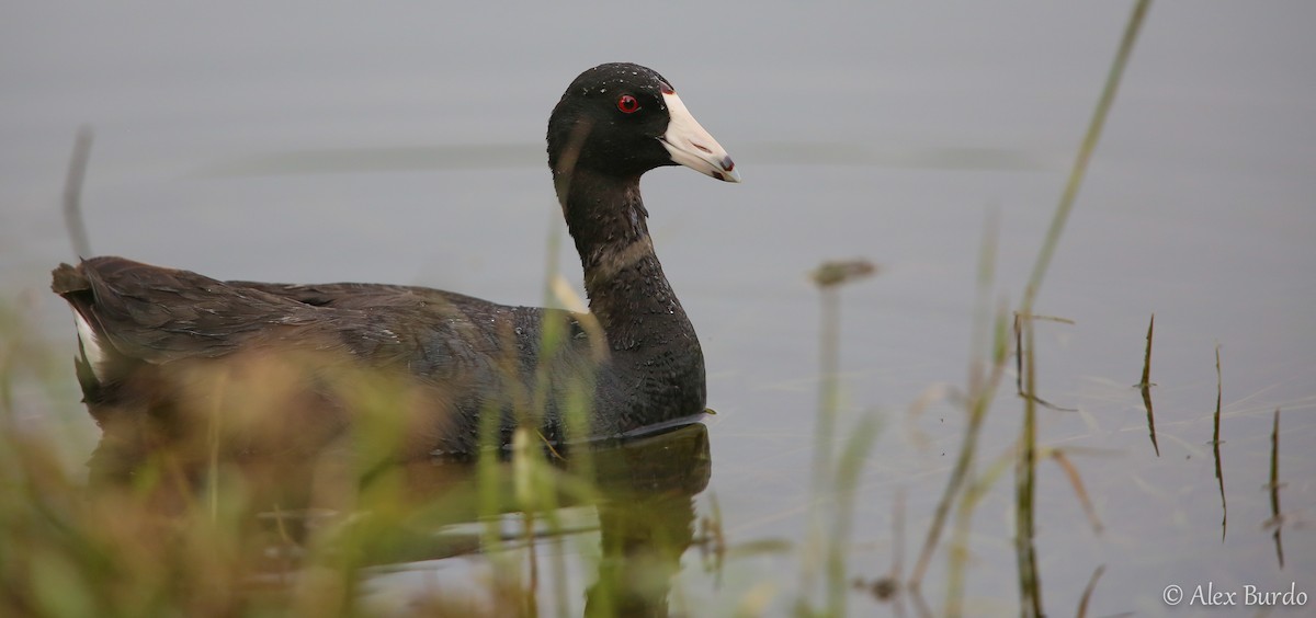 American Coot (Red-shielded) - ML63570391