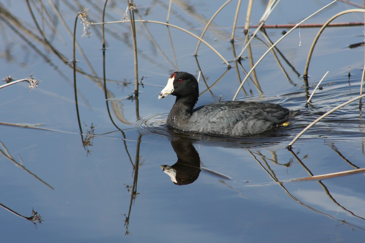 American Coot - Tory Mathis