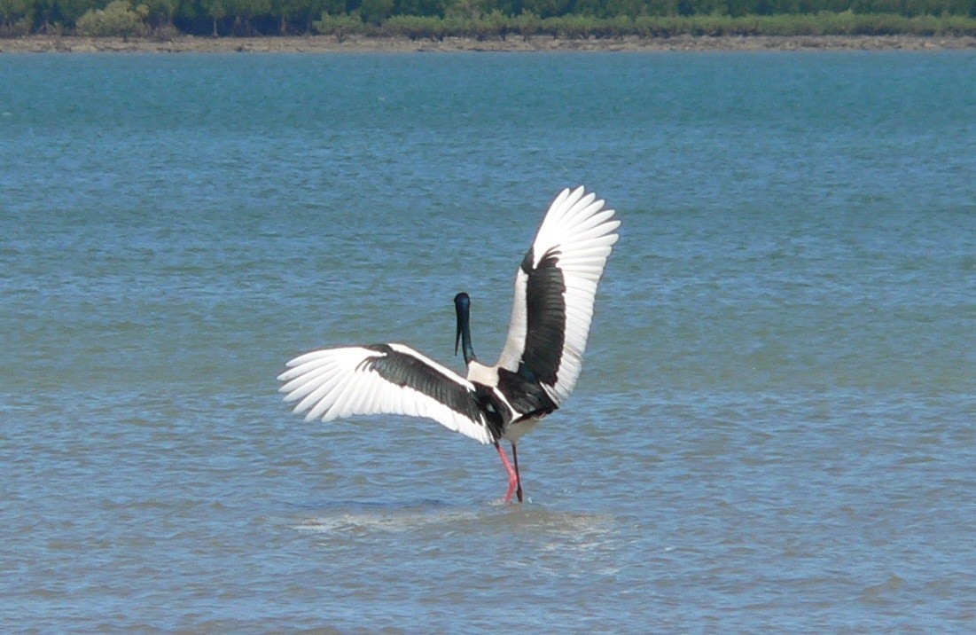 Black-necked Stork - Stephen Mitten