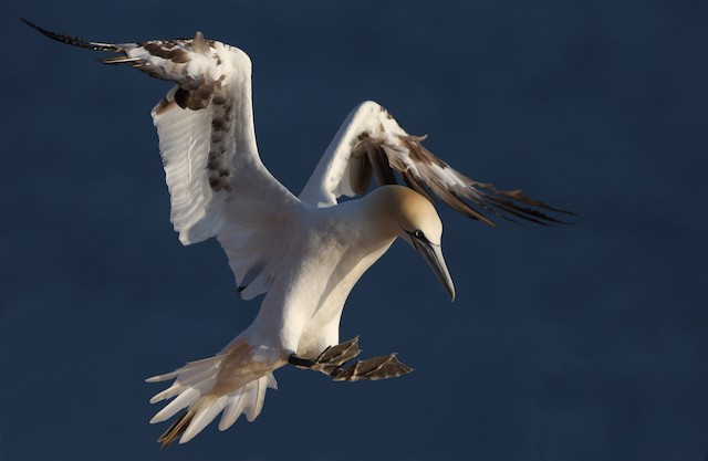 シロカツオドリ - eBird