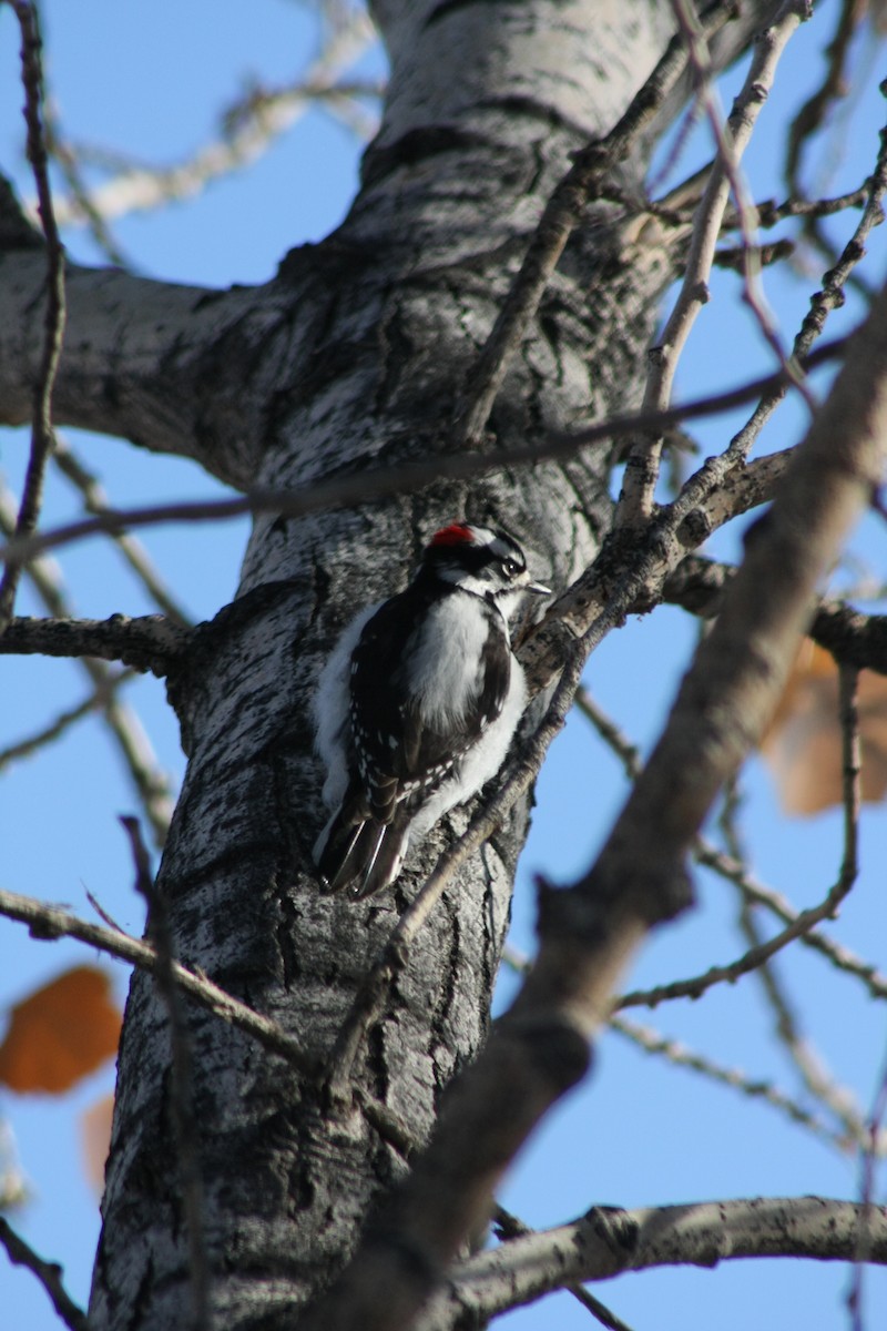 Downy Woodpecker - Tory Mathis