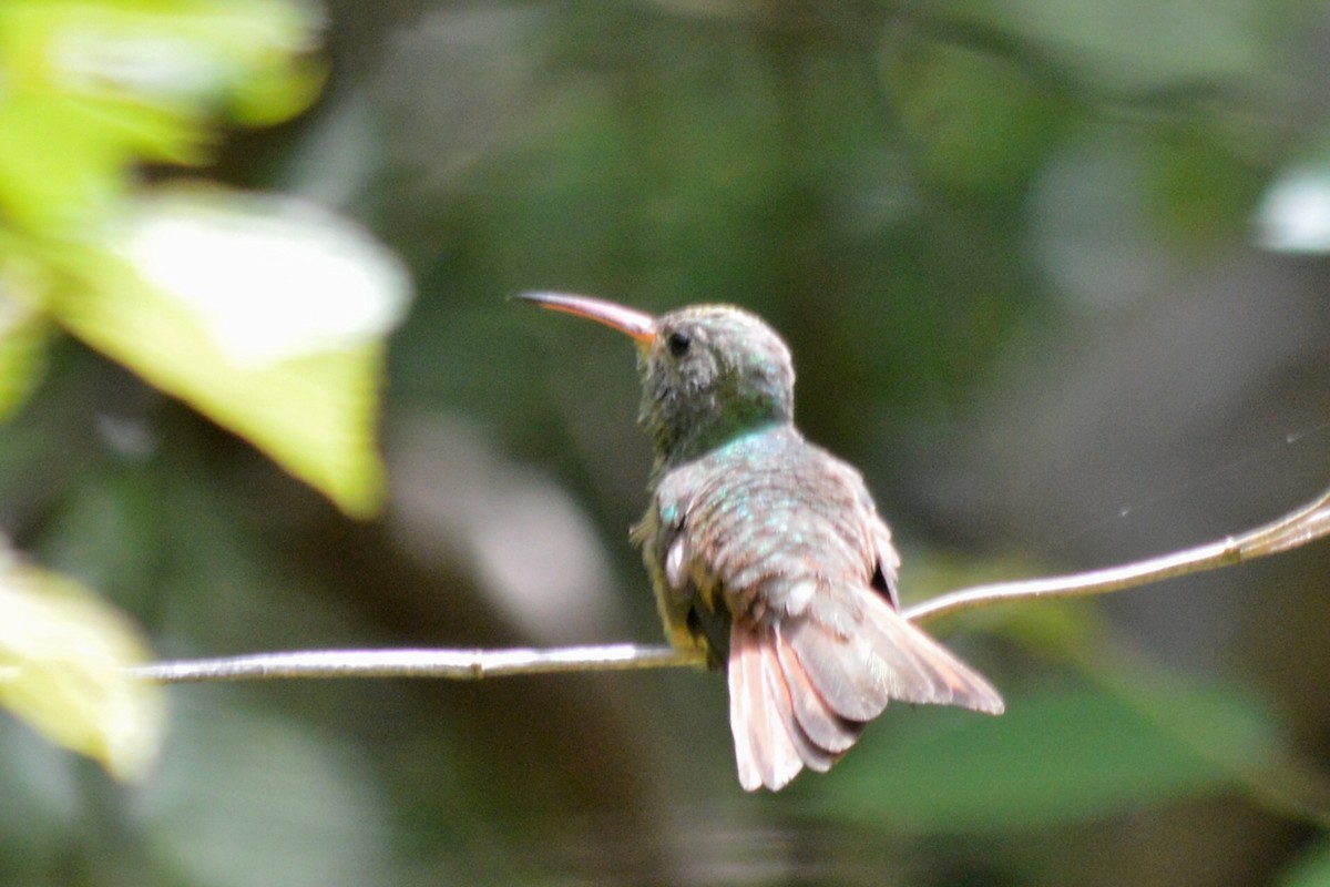 Buff-bellied Hummingbird - Carlos Mancera (Tuxtla Birding Club)