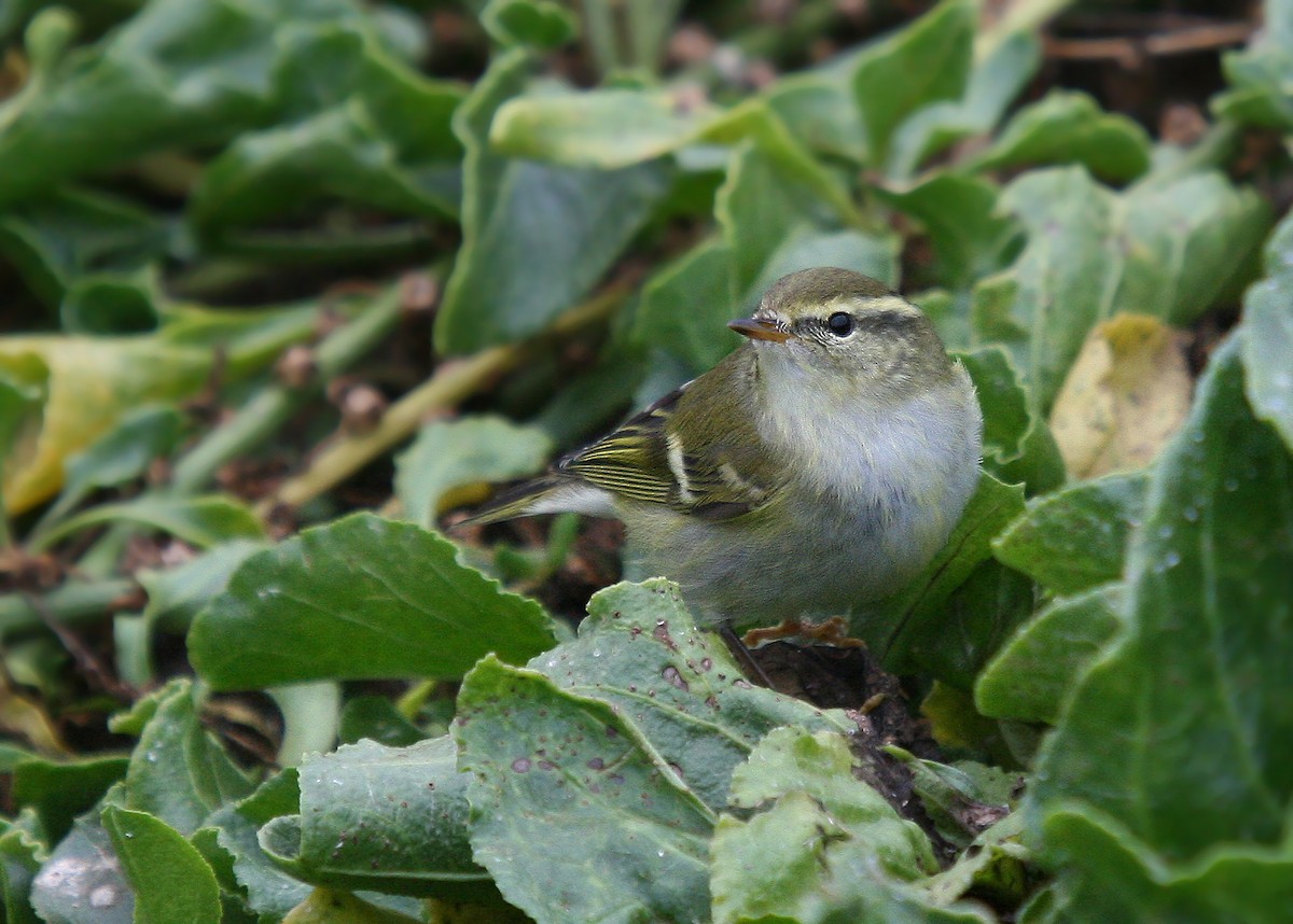 Yellow-browed Warbler - ML63573411