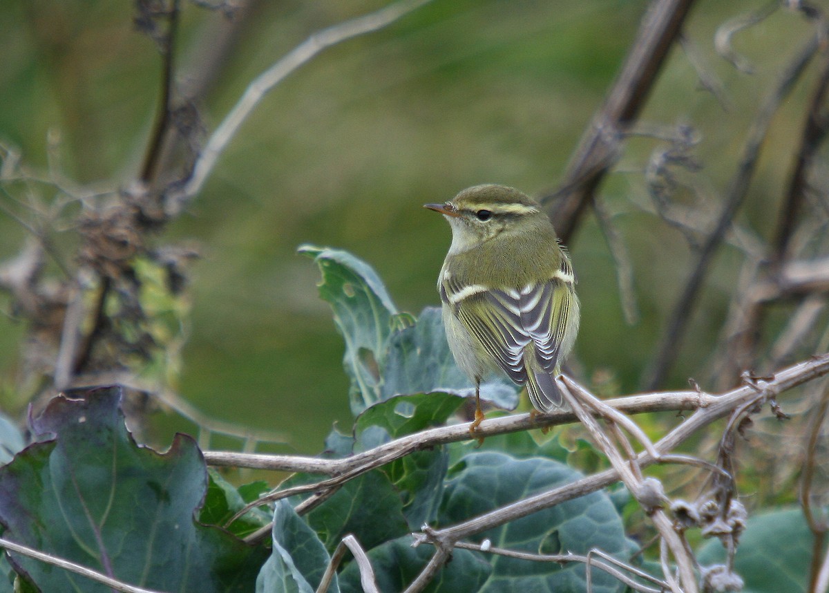 Yellow-browed Warbler - ML63573441