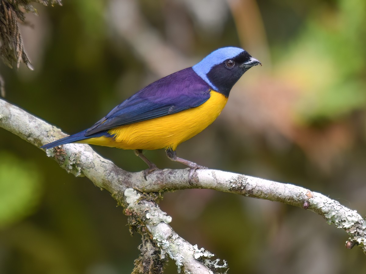 Golden-rumped Euphonia - Chlorophonia cyanocephala - Birds of the World