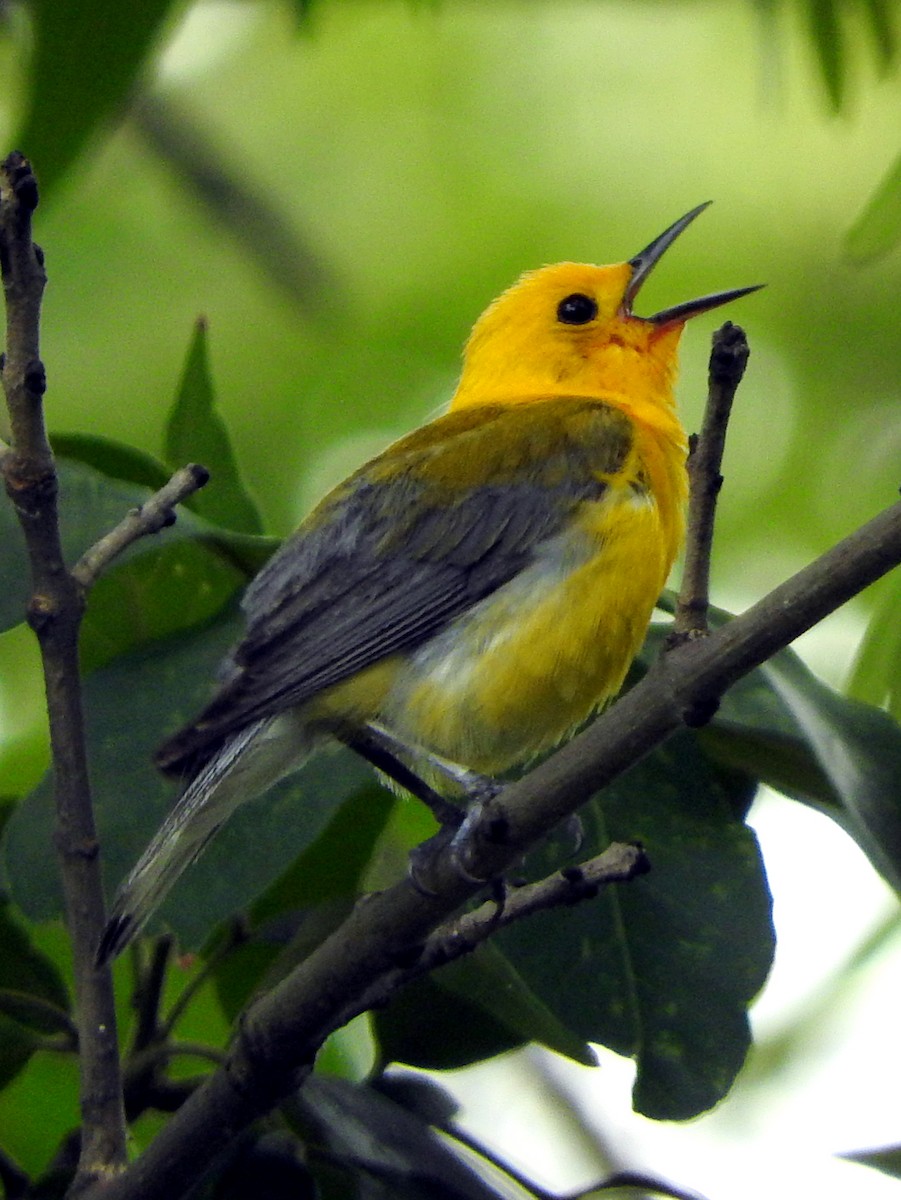 Prothonotary Warbler - ML63575091