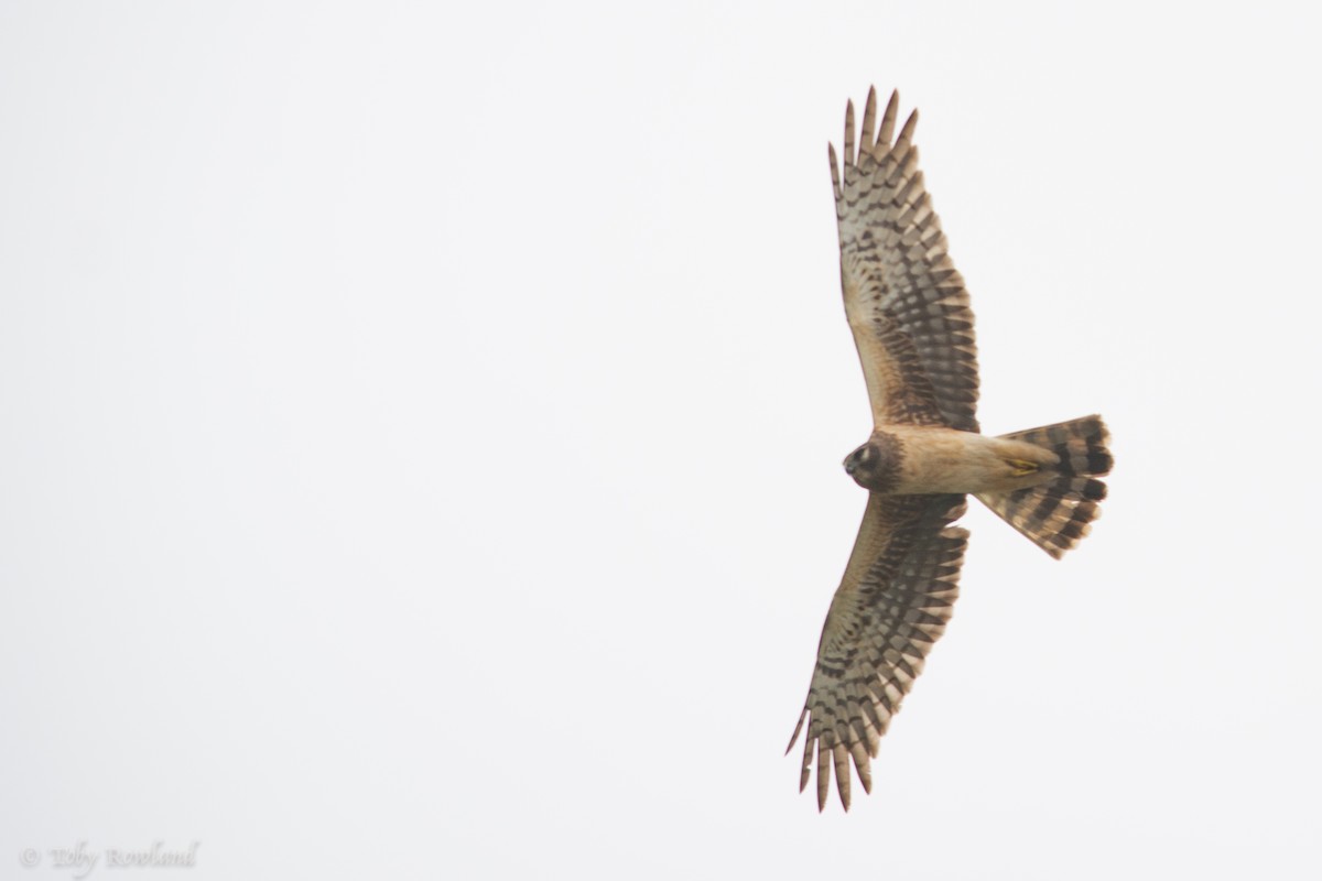 Northern Harrier - Toby Rowland