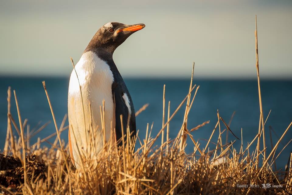 Gentoo Penguin - Ricardo  Matus