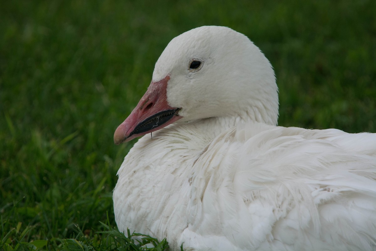 Snow Goose - ML63576991