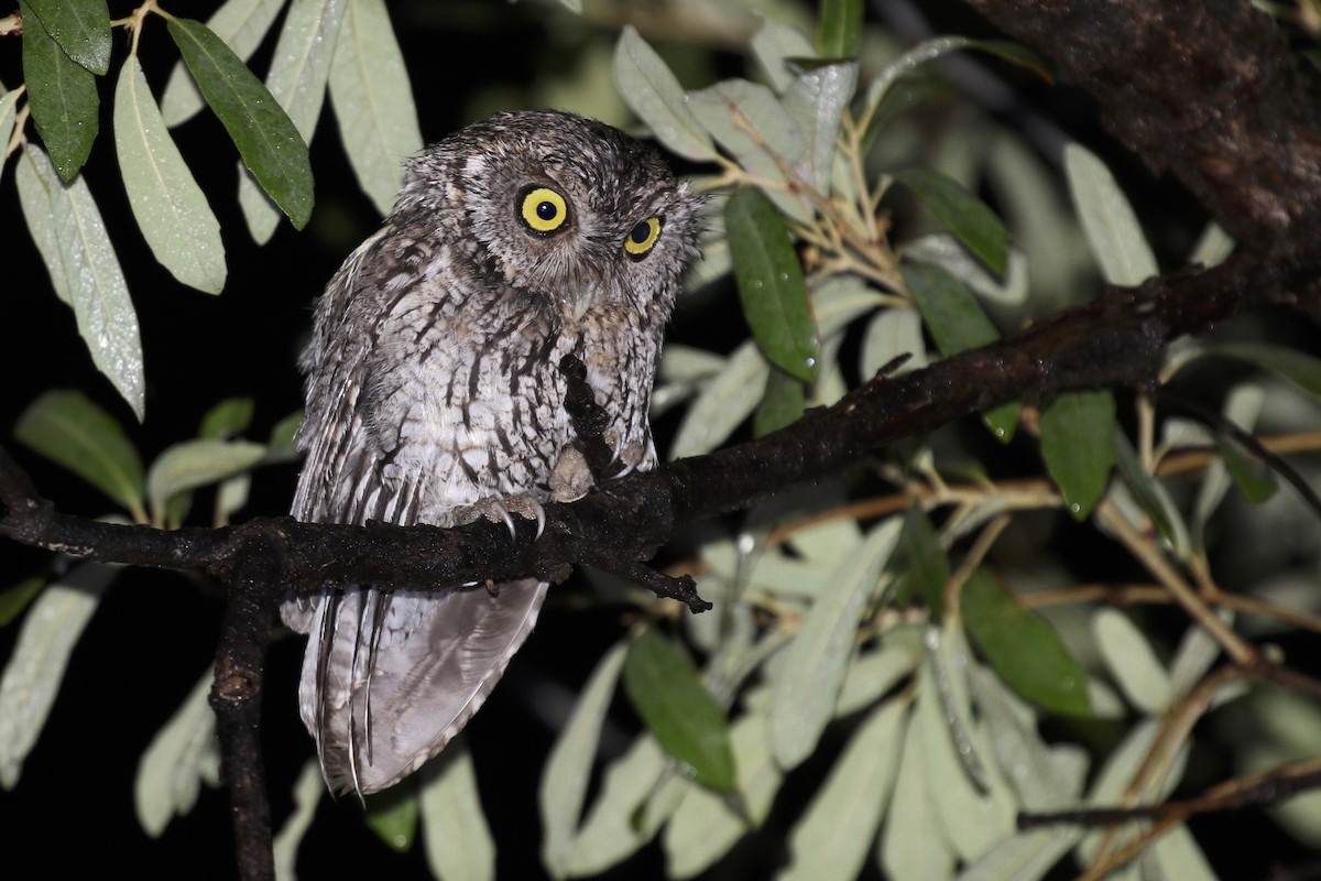 Whiskered Screech-Owl - Knut Hansen