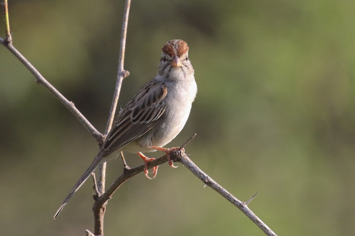 Rufous-winged Sparrow - Knut Hansen