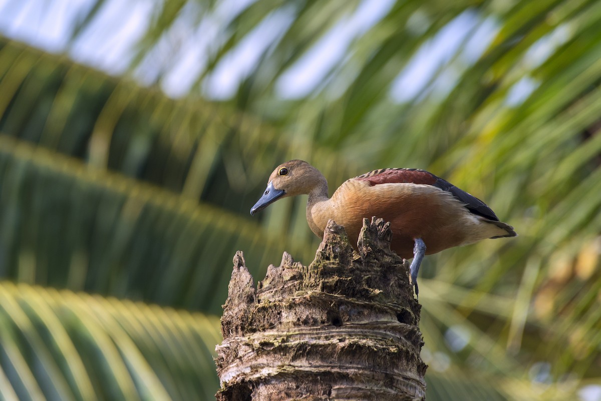 Lesser Whistling-Duck - Venugopala Prabhu S