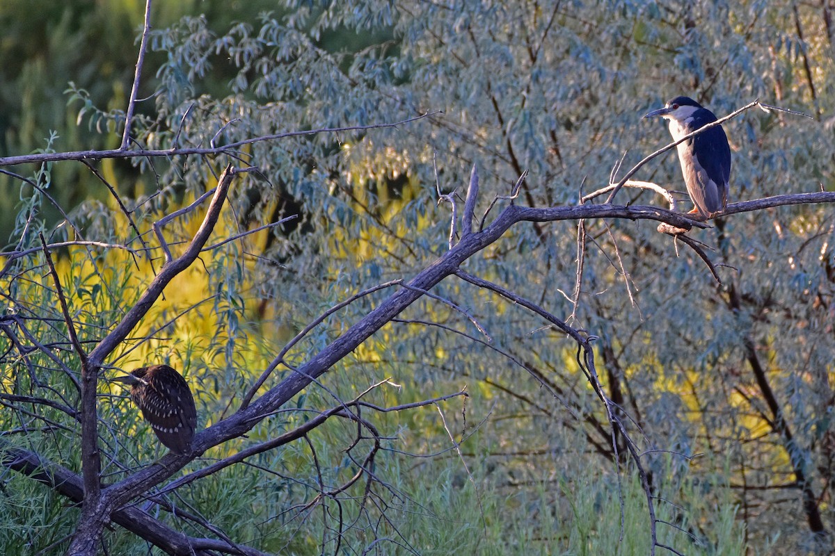 Black-crowned Night Heron - Nate Gowan