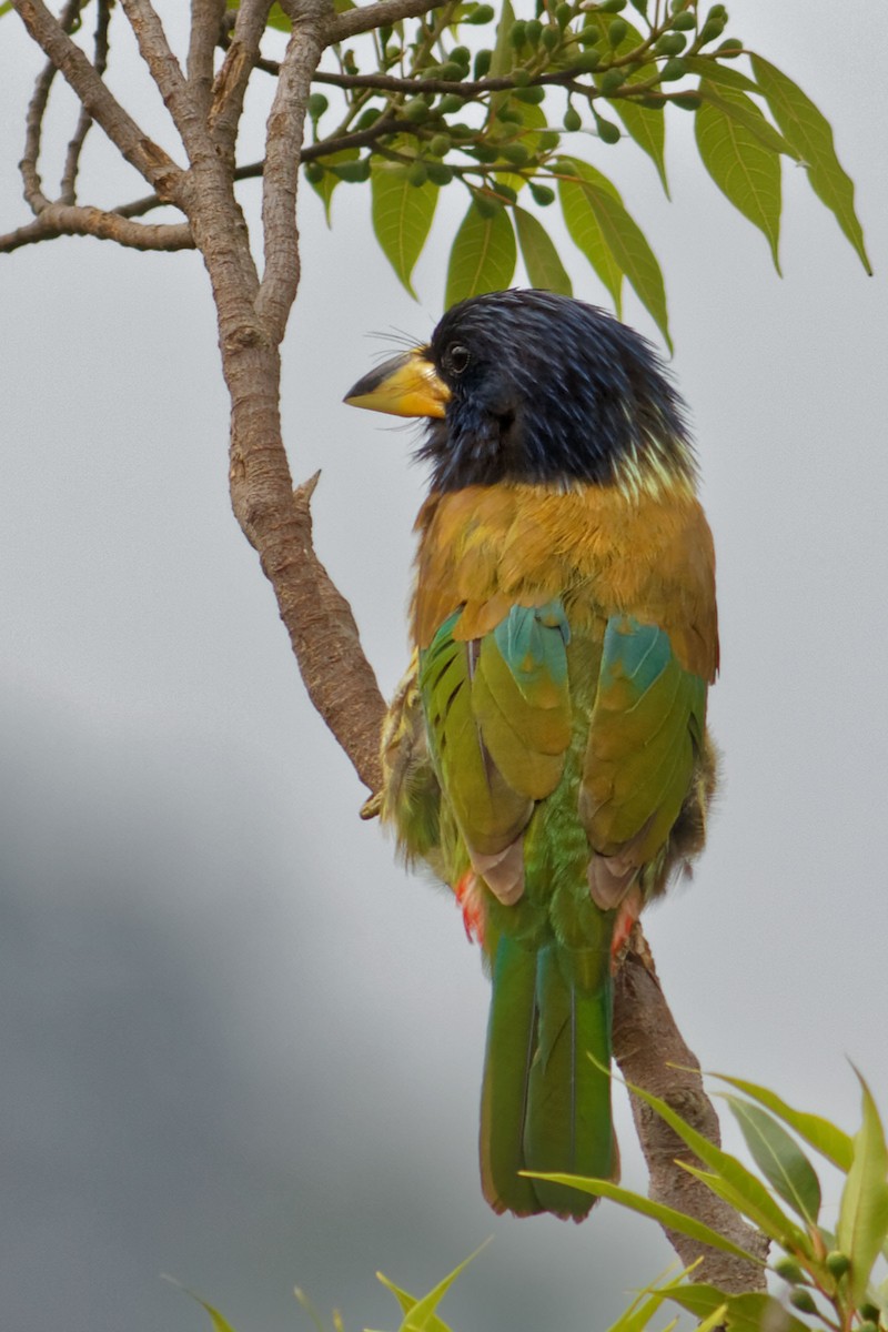 Great Barbet - Able Lawrence