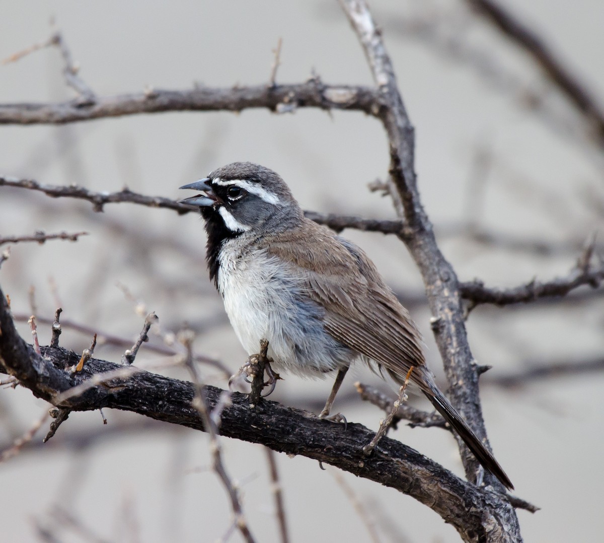 Black-throated Sparrow - Gordon Karre