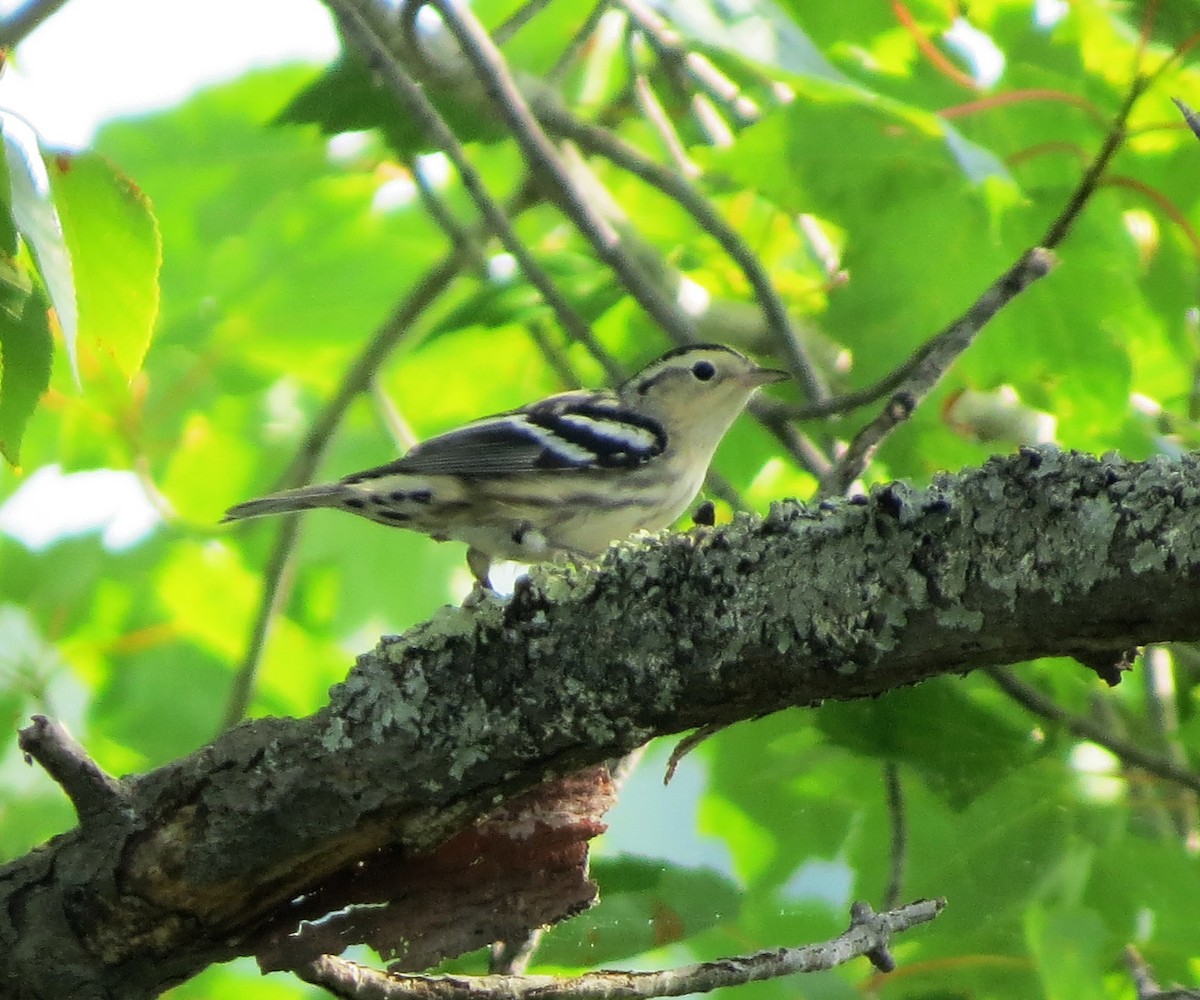 Black-and-white Warbler - Jerry Smith