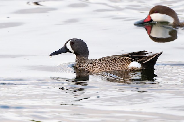 Blue-winged Teal