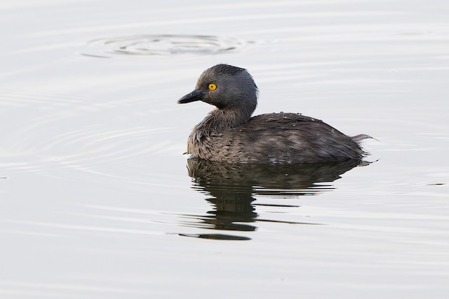 Least Grebe