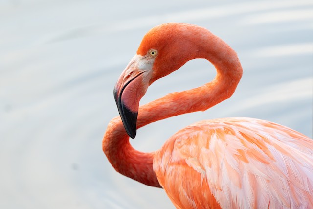 American Flamingo