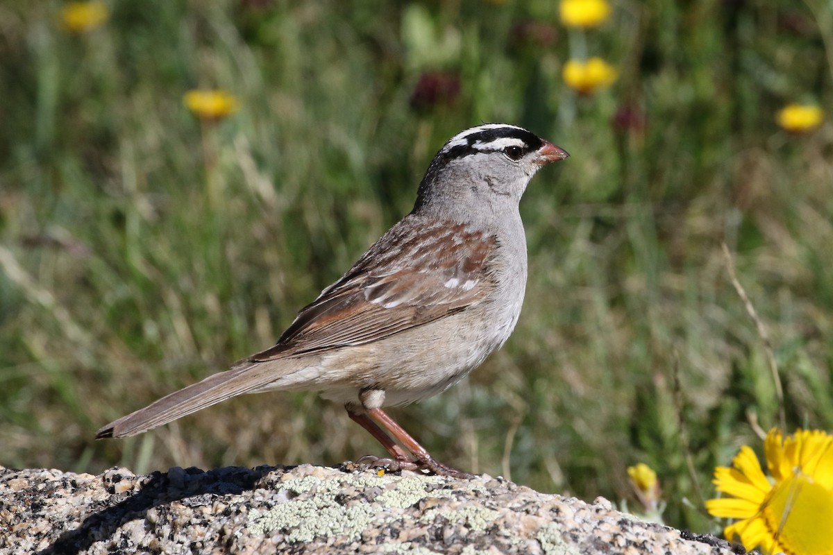 White-crowned Sparrow - Mark Chavez