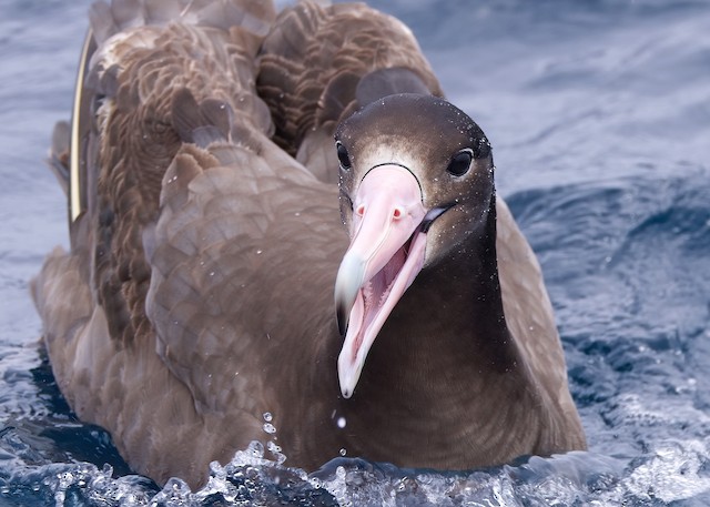 Short-tailed Albatross ML635866499