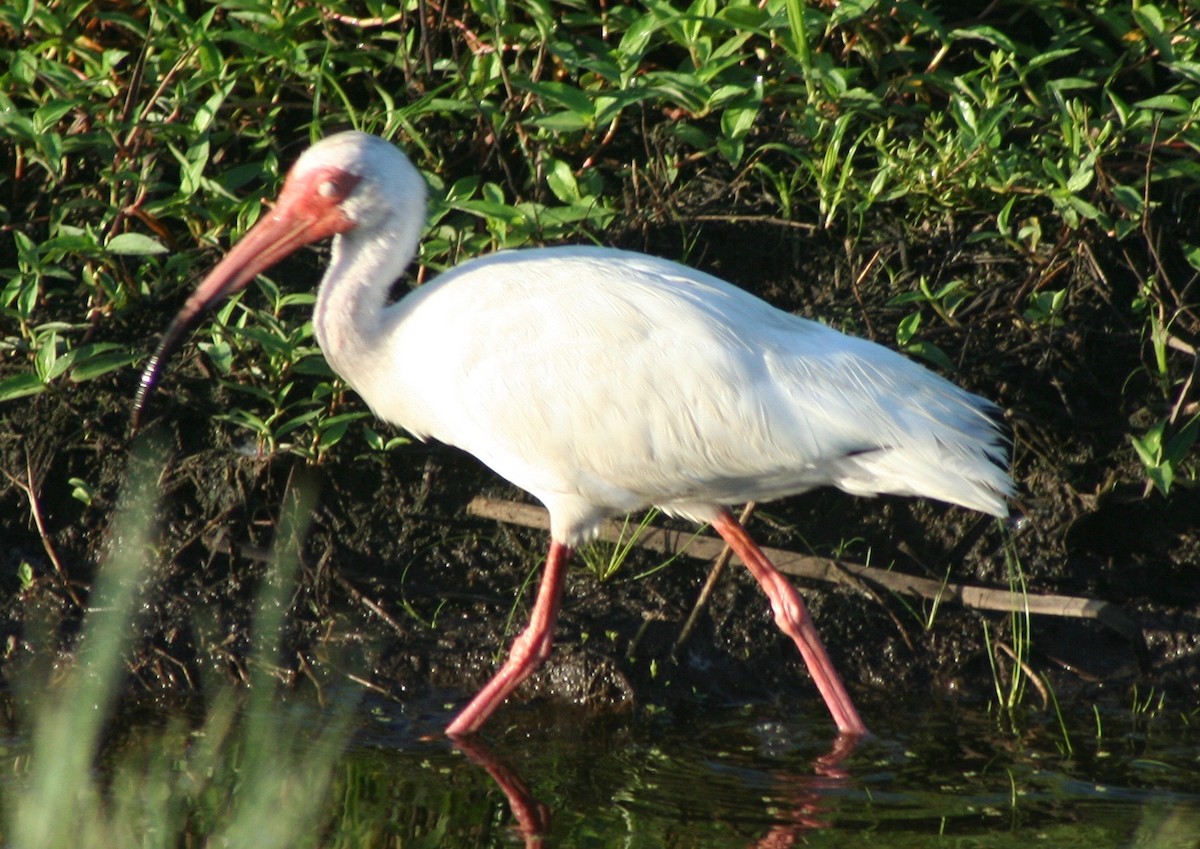 ibis bílý - ML63589521