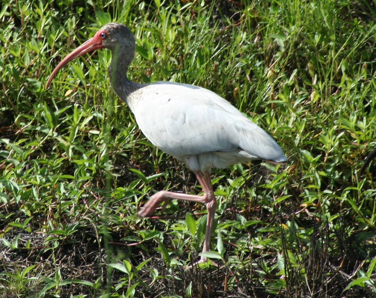 ibis bílý - ML63589541