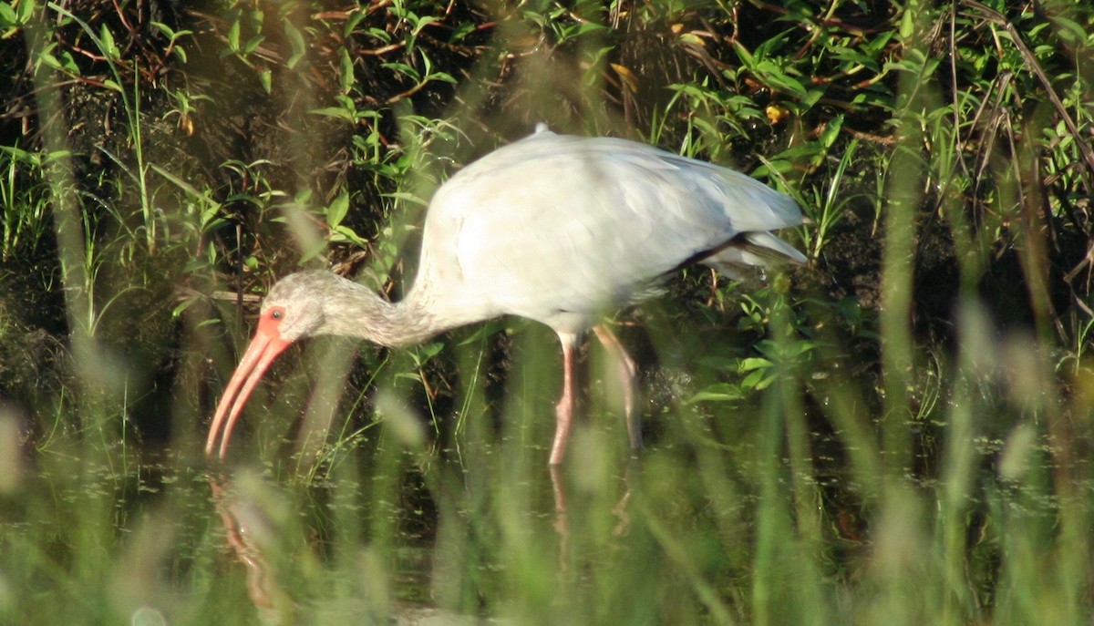 ibis bílý - ML63589551