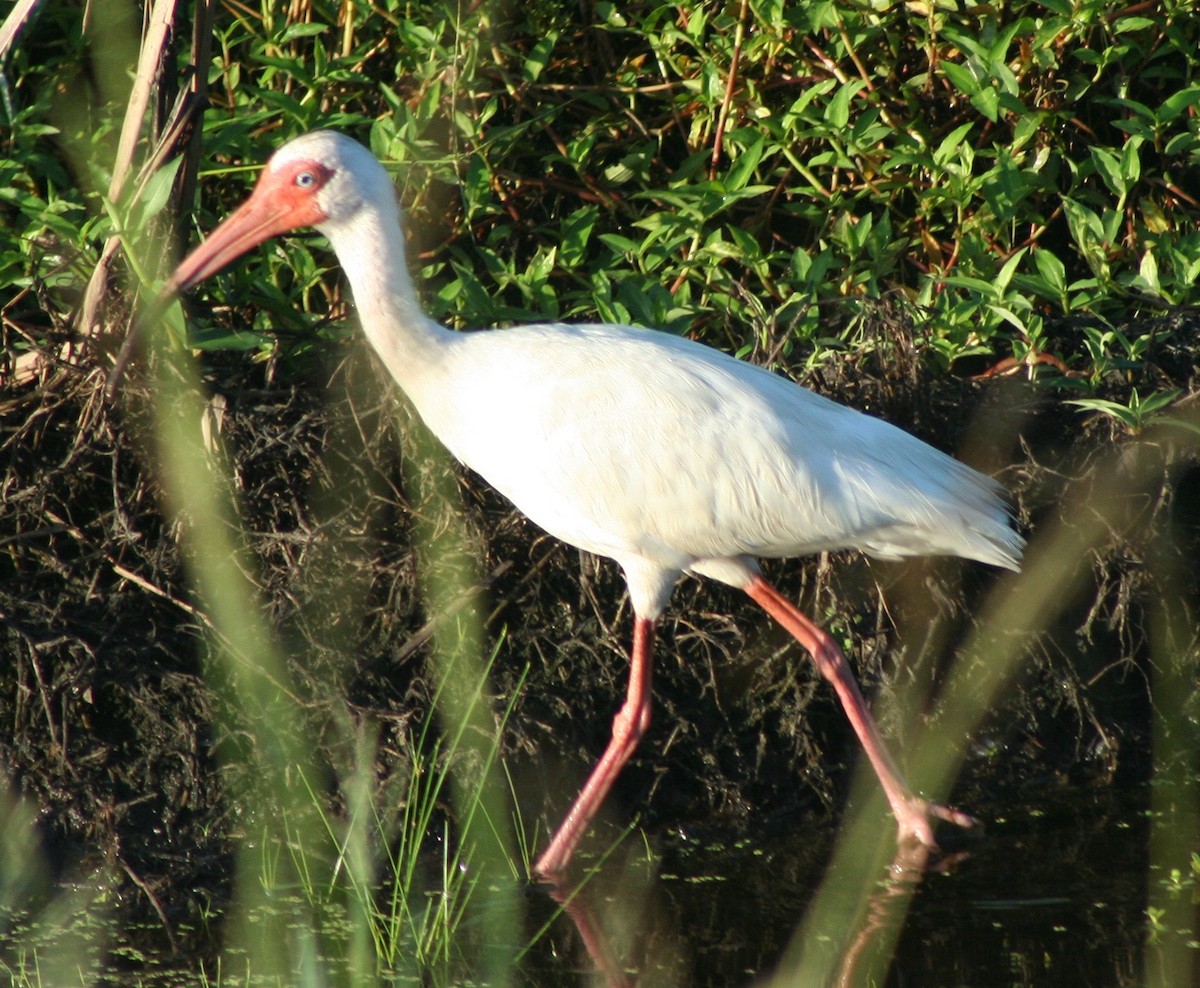 ibis bílý - ML63589561