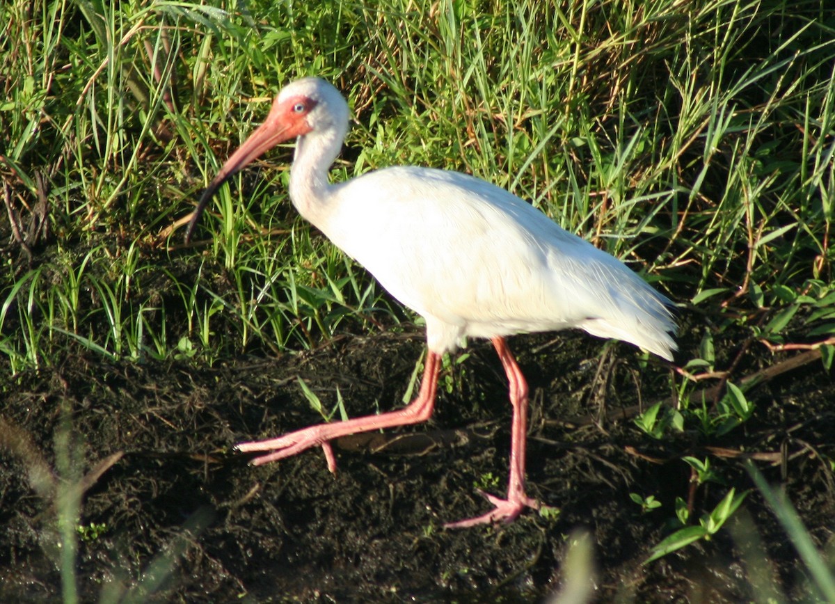 ibis bílý - ML63589571