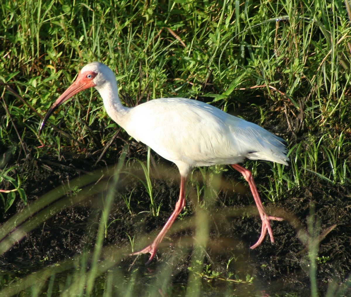 ibis bílý - ML63589581