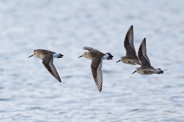 White-rumped Sandpiper