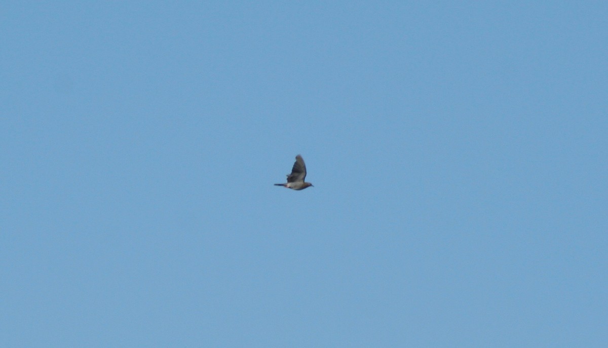 White-winged Dove - ML63589791