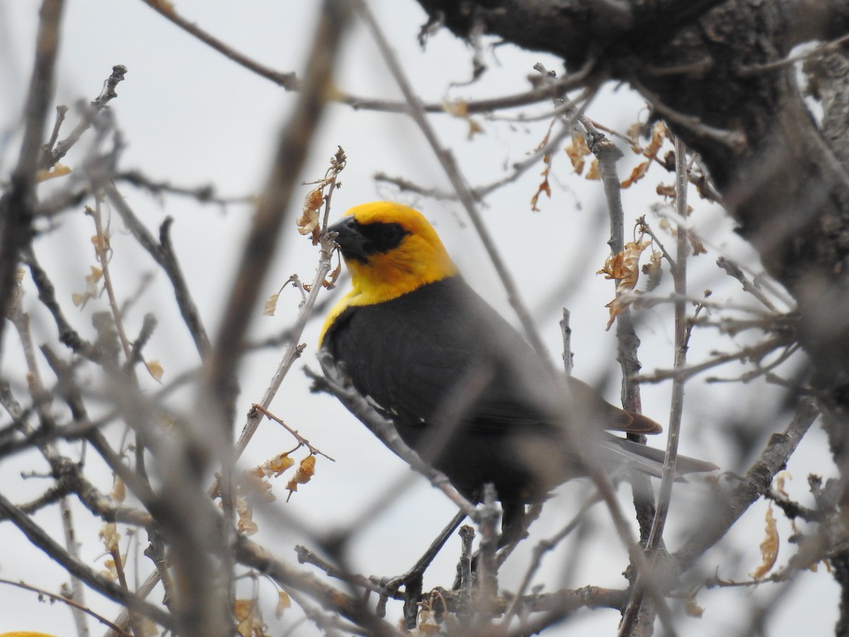 Yellow-headed Blackbird - ML63590341