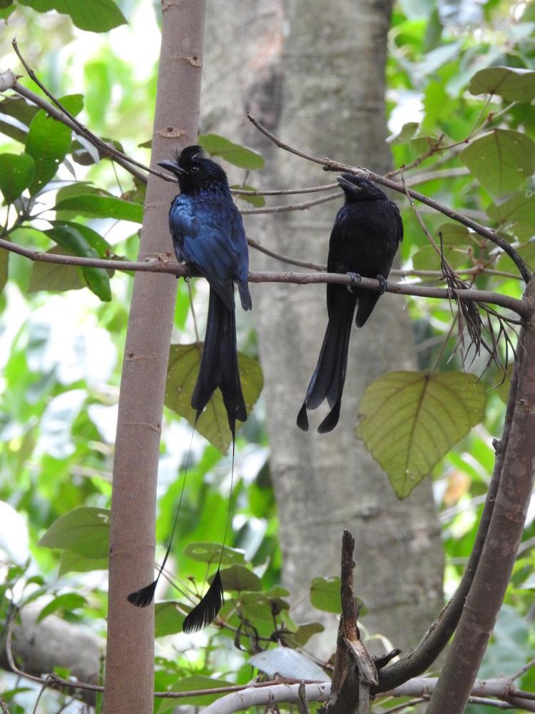 Greater Racket-tailed Drongo - ML63591841