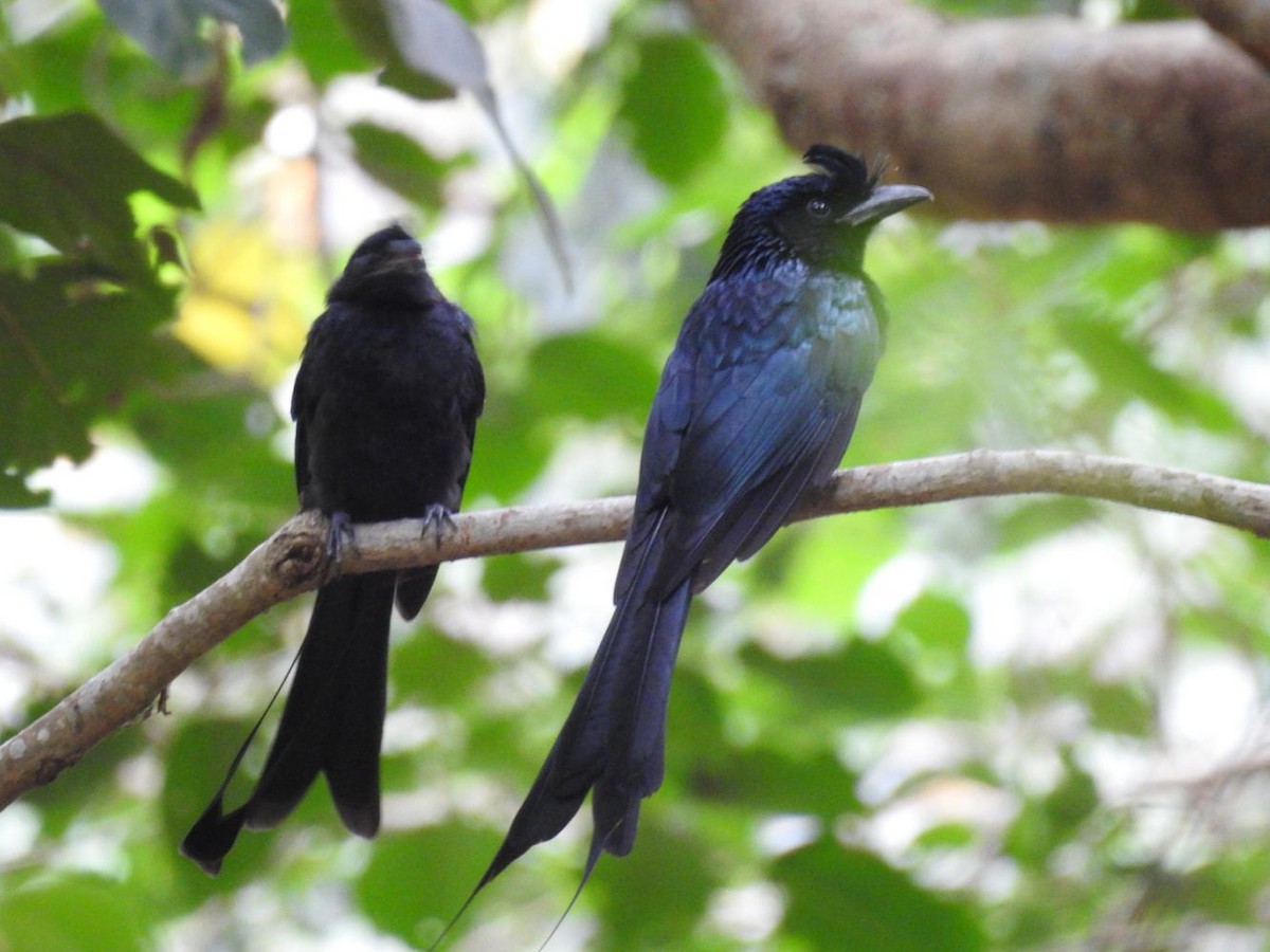 Greater Racket-tailed Drongo - ML63591851