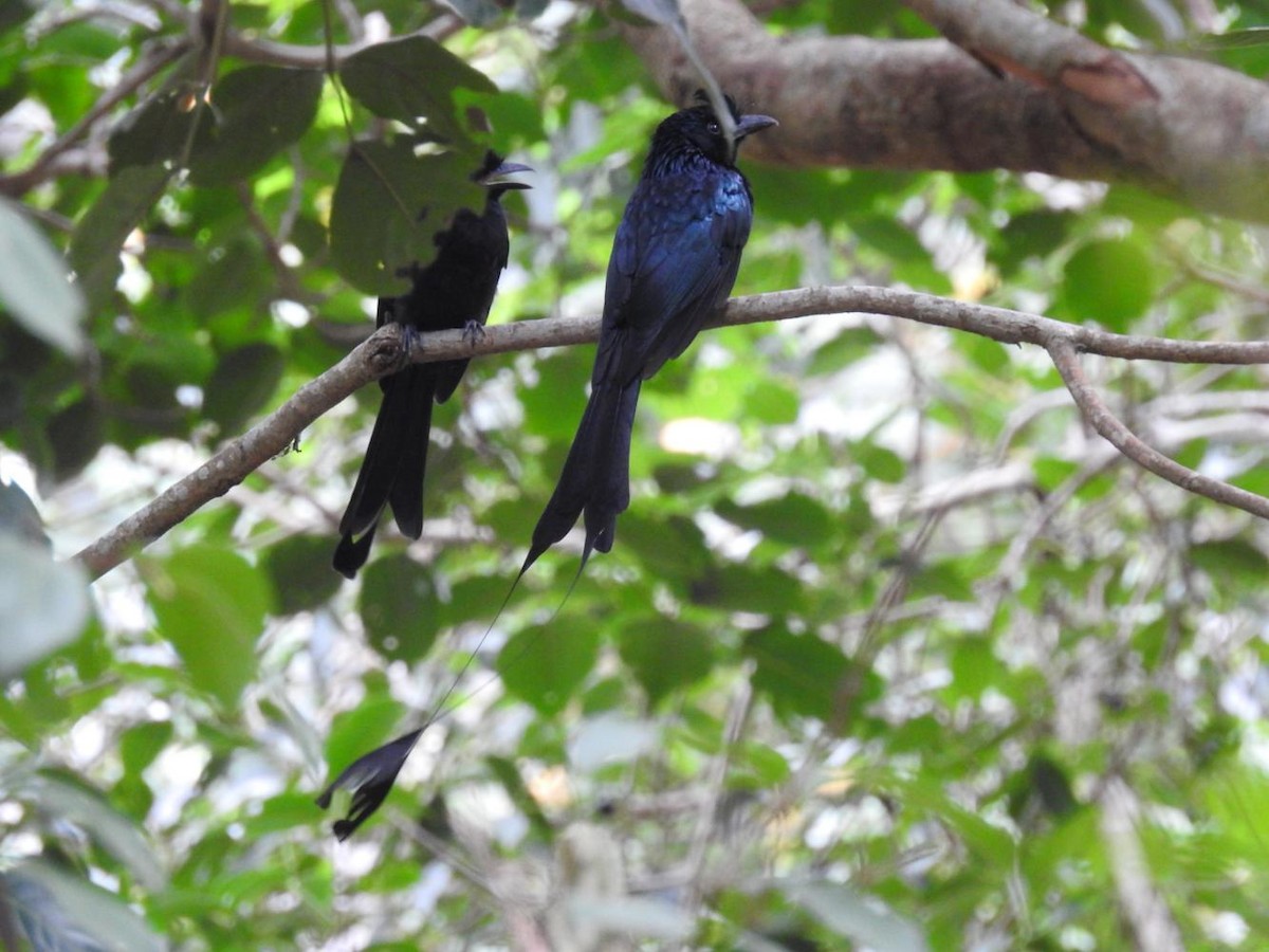 Greater Racket-tailed Drongo - KalaiSelvan V
