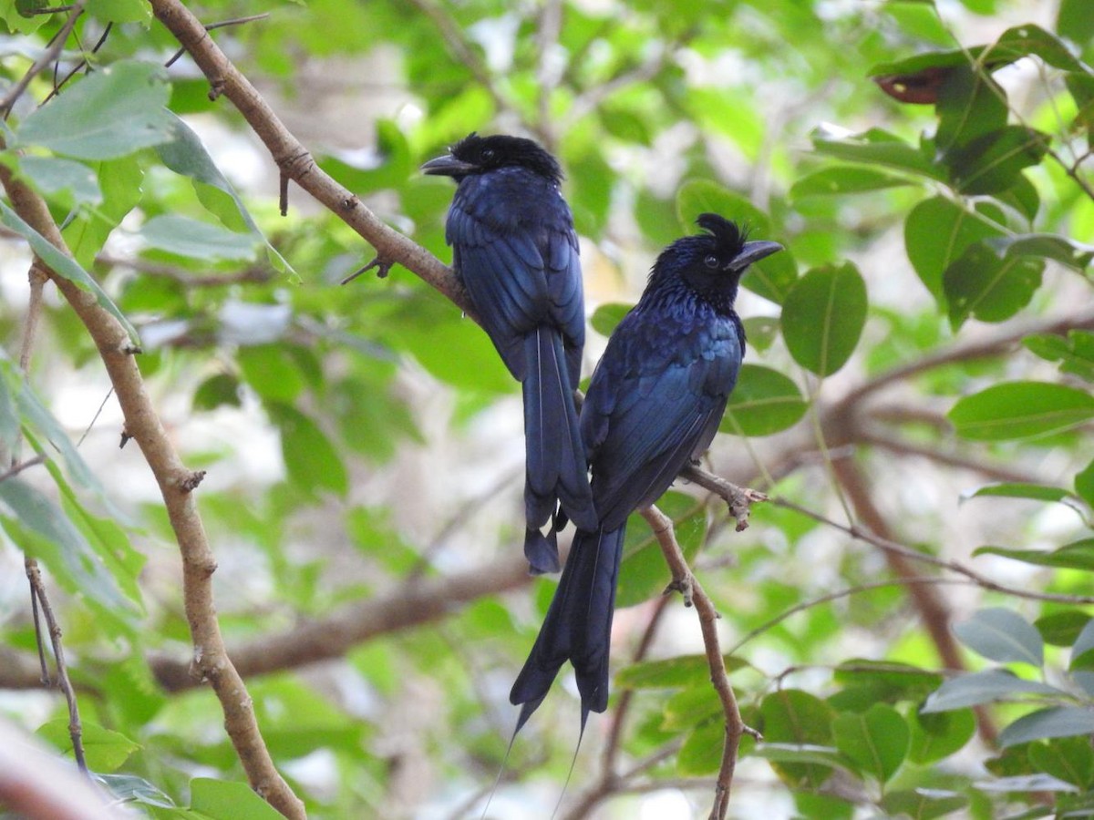 Greater Racket-tailed Drongo - ML63591871