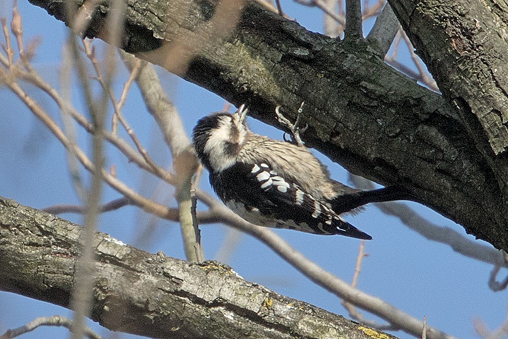 Gray-capped Pygmy Woodpecker - ML63592291