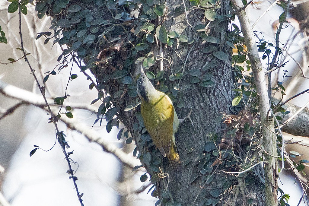 Gray-headed Woodpecker - ML63592301