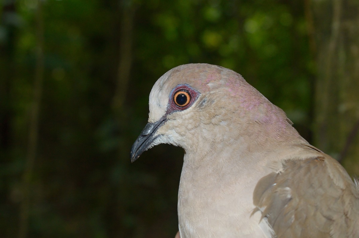 Gray-chested Dove - ML63593941