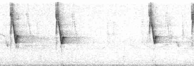 mustasjekjerrspurv (meridae) - ML63597