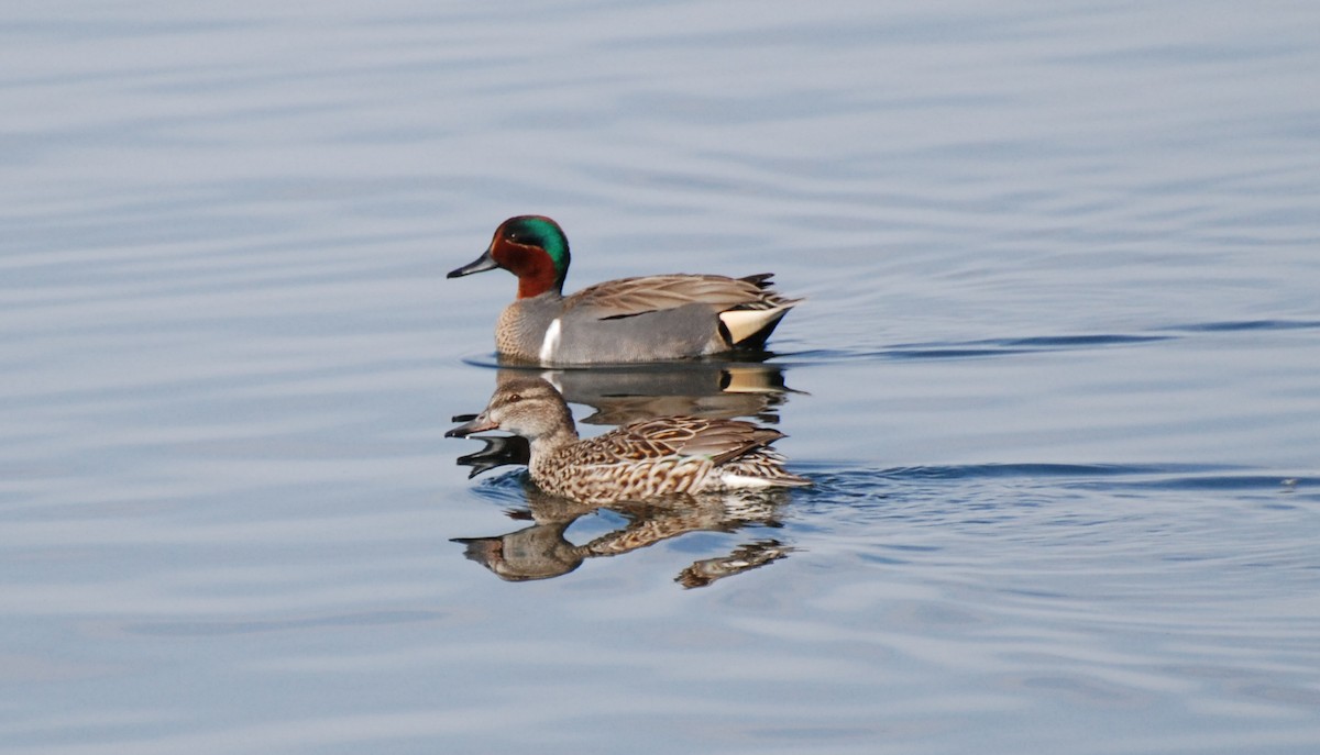 Green-winged Teal - Henry Trombley